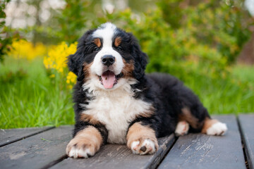 A cute Zinnenhund puppy sits on a grass background in the park
