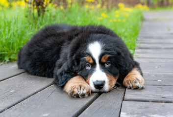 A cute Zinnenhund puppy sits on a grass background in the park