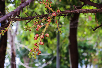Cannonball Tree Buds in Natural Forest Setting