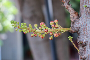 Cannonball Tree Flower Buds Emerging from Trunk