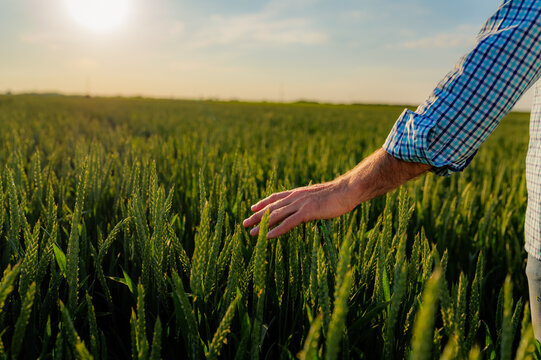 Farmer gently touching wheat ears at sunset, checking the growth and health of his crop in a beautiful golden light, representing the hard work and dedication of agriculture and food production