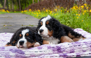 several cute mountain dog puppies in the park on a background of green grass