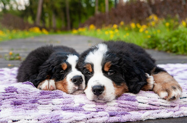 several cute mountain dog puppies in the park on a background of green grass