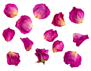 Dried rose petals floating in the air, transparent background PNG.