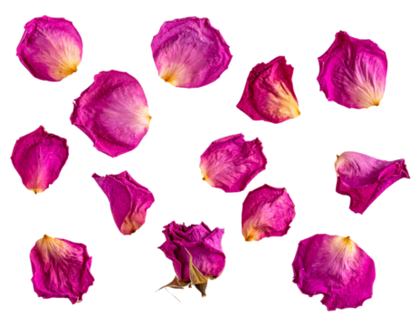 Dried rose petals floating in the air, transparent background PNG.