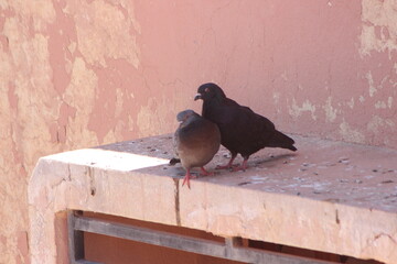 Black dove and gray dove standing on a house