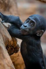 Curious Gaze: A captivating image of a baby gorilla, with expressive eyes, gripping onto a tree branch, portraying a moment of innocent curiosity and the raw beauty of wildlife.