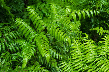 Vegetable fern (Diplazium esculentum) is a type of fern whose young leaves are usually eaten as a vegetable by people in Southeast Asia. Nature background.