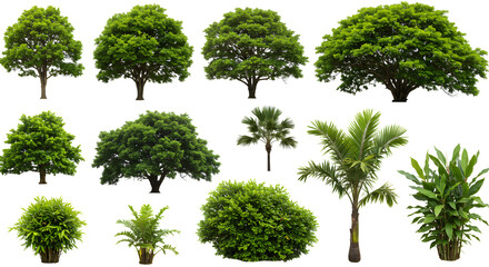 Assortment Of Green Trees And Shrubs Isolated On White Background For Design Projects