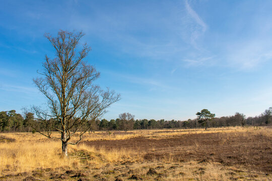 gr&ouml;&szlig;tes Heidegebiet Groningens in Westerwolde bei Sellingen