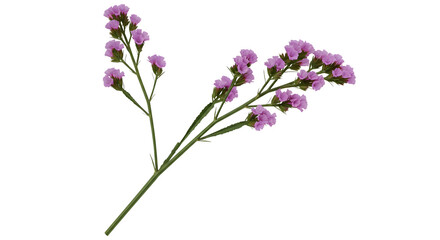 Obraz premium Delicate Pink Statice Flower Branch on Transparent Background