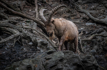Alpine Ibex Amidst Roots: A wild Alpine ibex with impressive curved horns navigates a challenging rocky terrain.