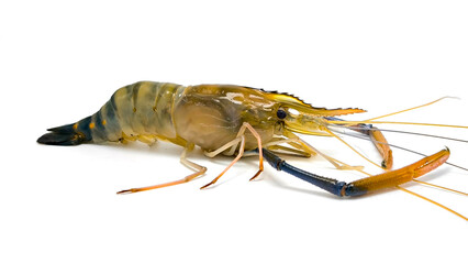 Fresh river prawns isolated on white background. Big freshwater prawns. River prawns for cooking.
