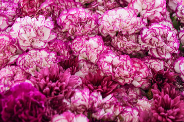 Fresh pink flowers for background