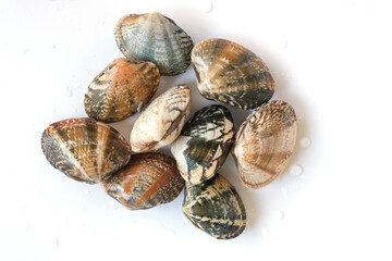Clams on white background. Seafood.