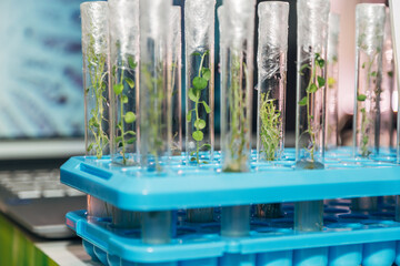 in vitro collection of transgenic potato plant and original varieties. tissue culture laboratory