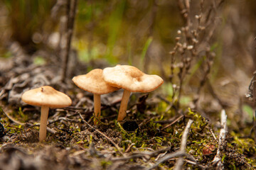 mushroom in the forest