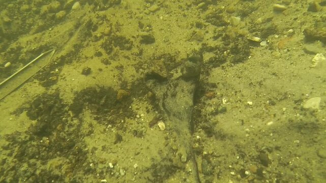 Discovery of Bronze Age human bones by research divers in the Tollense River. Several skulls were also recovered in the area, confirming Bronze Age military conflict. 35 sec; 168 MB; 48 pps.