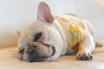 French Bulldog Lounging on Couch in Colorful Shirt