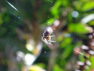 Zilla orb-weaver spider (Zilla diodia), female in her web