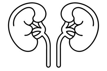 kidneys silhouette line art vector illustration with a white background