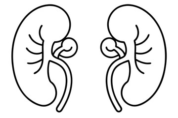 kidneys silhouette line art vector illustration with a white background