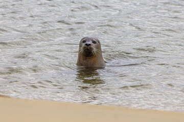 Seal in the water