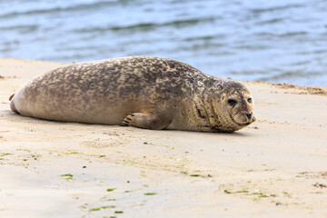Seal