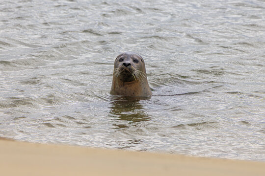 Seal in the water
