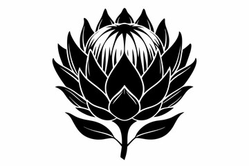 king protea flower silhouette line art vector illustration with a white background
