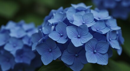 青紫陽花 柔らかな光浴びて輝く 初夏の彩り. AI Generated
