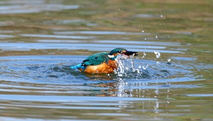 Kingfisher Emerges from the Water with Fish Clutched in Beak Splashing Water