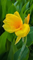 Yellow flowers in the park