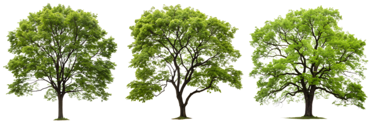 Set of green trees on a transparent background. Concept of plants for design.