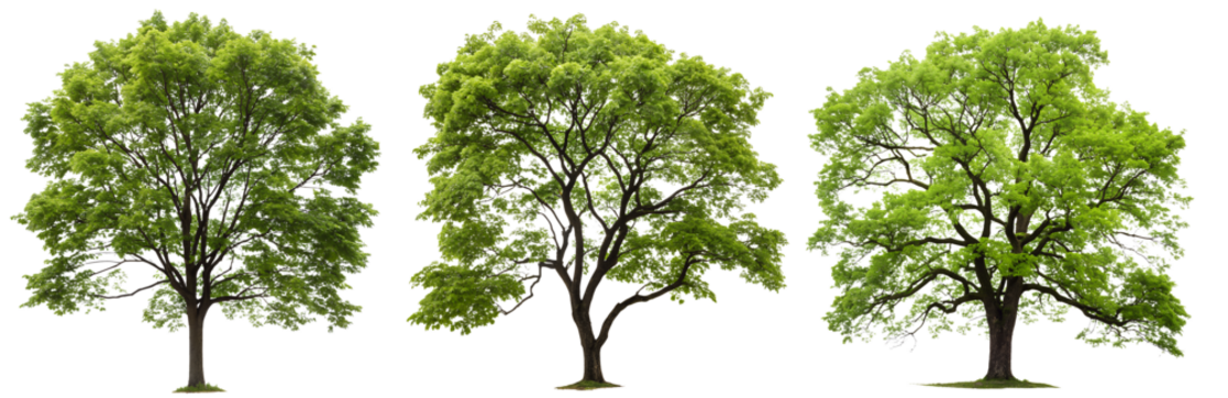 Set of green trees on a transparent background. Concept of plants for design.