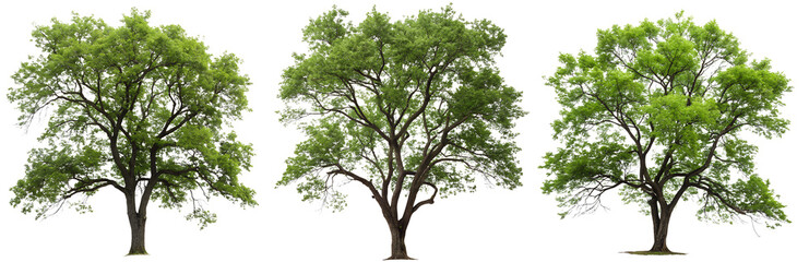 Set of green trees on a transparent background. Concept of plants for design.