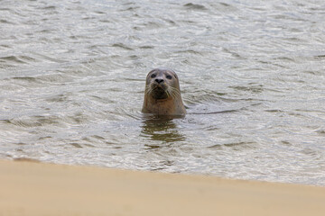 Seal
