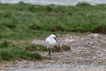 A spoonbill bird on land