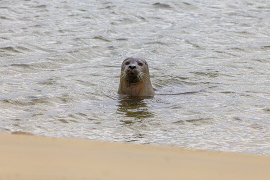 Seal