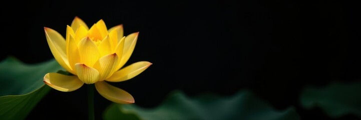 Solemn yellow lotus blossom, stark black background, tropical, lotus