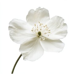 Fototapeta premium A pristine white flower, delicate petals, and slender stem against a stark white background
