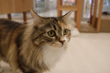 ちょっと気になってこっちを見上げる子猫