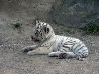 ホワイトタイガーの赤ちゃん07