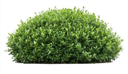 Fototapeta premium Lush Green Shrub with Dense Foliage Isolated on White Background
