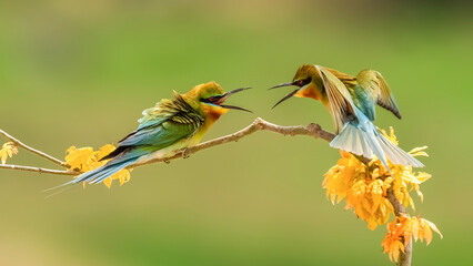 bird of paradise