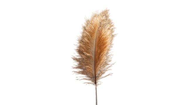 A high-resolution image of a single feather duster, centered in the frame --ar 16:9