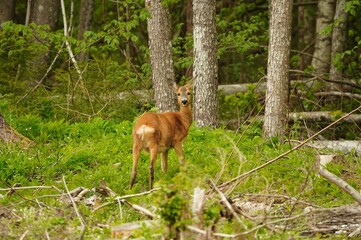 Naklejka premium Pregnant roe deer (Capreolus capreolus) in spring forest, May. Wildlife in natural habitat.