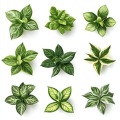 Nine Variegated Plants Overhead View Green and White Foliage Patterns on White Background