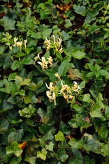 Honeysuckle and Ivy Ground Cover