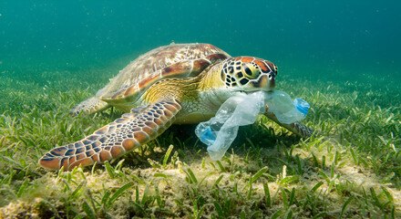 Obraz premium Sea Turtle Grips Plastic Bag Underwater in Bright Turquoise Ocean with Sea Grass and Sunlight